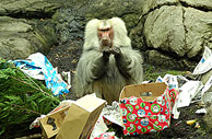 nyZoo.jpg