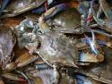 799px-Blue_crab_on_market_in_Piraeus_-_Callinectes_sapidus_Rathbun_20020819-317.jpg.jpeg