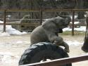 March of the Elephants 005.jpg