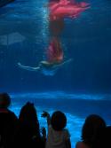 mermaid photo by K Fitzgerald.JPG