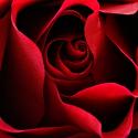 red rose.jpg