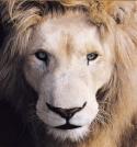 whitelion.jpg