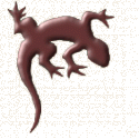 gecko1.gif