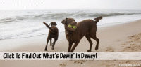 Free Movie Nights Summer 2015 from Ocean City-Dewey-Bethesda-Baltimore
